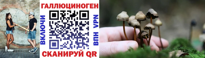 Купить где  Велиж  Галлюциногенные грибы Psilocybine cubensis 